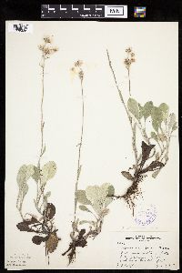 Antennaria plantaginifolia image