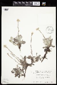 Antennaria plantaginifolia image