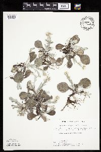 Antennaria plantaginifolia image