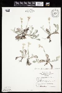 Antennaria plantaginifolia image