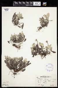 Antennaria plantaginifolia image