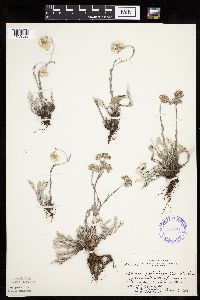 Antennaria plantaginifolia image