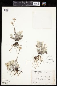 Antennaria plantaginifolia image