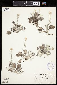 Antennaria plantaginifolia image