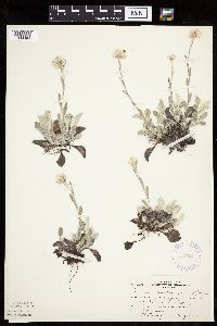 Antennaria plantaginifolia image