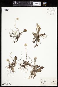 Antennaria plantaginifolia image