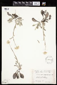Antennaria plantaginifolia image
