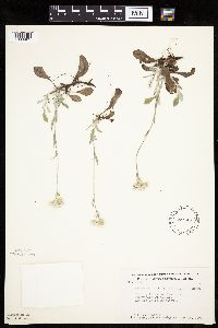 Antennaria plantaginifolia image