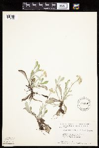 Antennaria plantaginifolia image