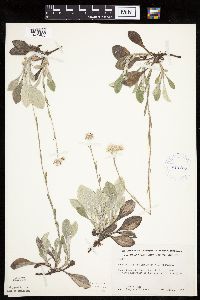 Antennaria plantaginifolia image