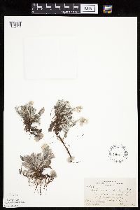 Antennaria plantaginifolia image
