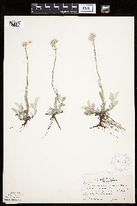 Antennaria plantaginifolia image
