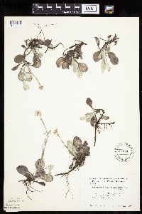 Antennaria plantaginifolia image
