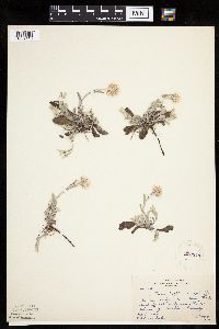 Antennaria plantaginifolia image