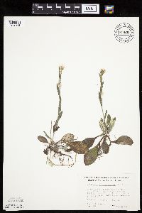 Antennaria plantaginifolia image
