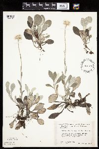 Antennaria plantaginifolia image
