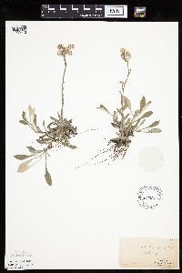Antennaria plantaginifolia image