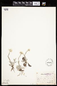 Antennaria plantaginifolia image