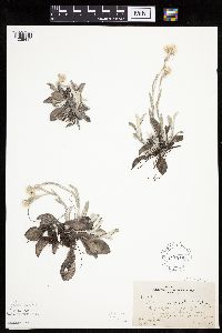 Antennaria plantaginifolia image