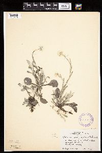 Image of Antennaria plantaginifolia