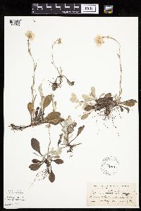 Antennaria plantaginifolia image