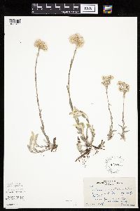 Antennaria plantaginifolia image