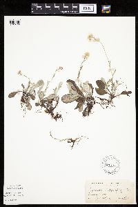 Antennaria plantaginifolia image