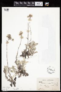 Antennaria plantaginifolia image