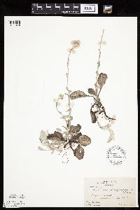Antennaria plantaginifolia image