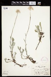 Antennaria plantaginifolia image
