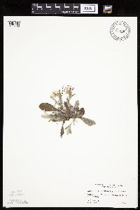 Antennaria plantaginifolia image