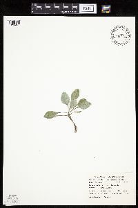 Antennaria plantaginifolia image