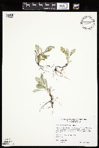 Antennaria plantaginifolia image