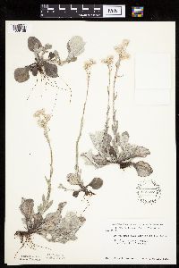Antennaria plantaginifolia image