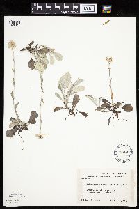 Antennaria plantaginifolia image