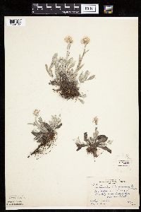 Antennaria plantaginifolia image