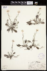Antennaria plantaginifolia image