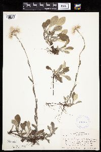 Antennaria plantaginifolia image