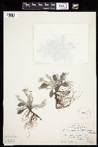 Antennaria plantaginifolia image