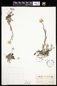 Antennaria plantaginifolia image