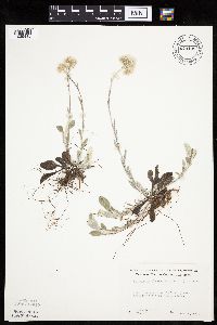 Antennaria plantaginifolia image