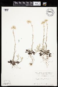 Antennaria plantaginifolia image