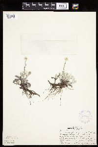 Antennaria plantaginifolia image