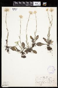 Antennaria plantaginifolia image