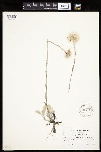 Antennaria plantaginifolia image