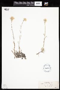 Antennaria rosea image