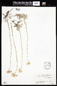 Antennaria rosea image