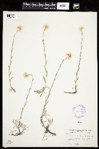 Antennaria rosea image