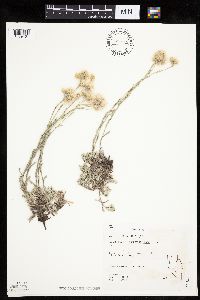 Antennaria rosea image