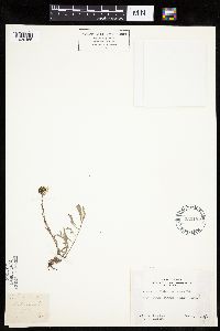 Antennaria rosea image